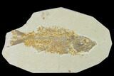 Bargain, Fossil Fish (Mioplosus) - Wyoming #138692-1